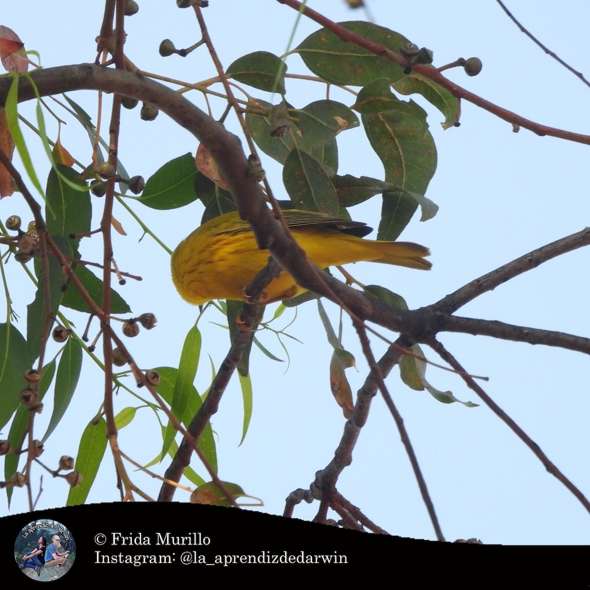 Northern Yellow Warbler - ML634602339