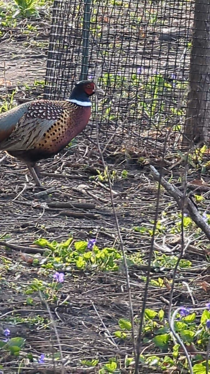 bažant obecný - ML634602346