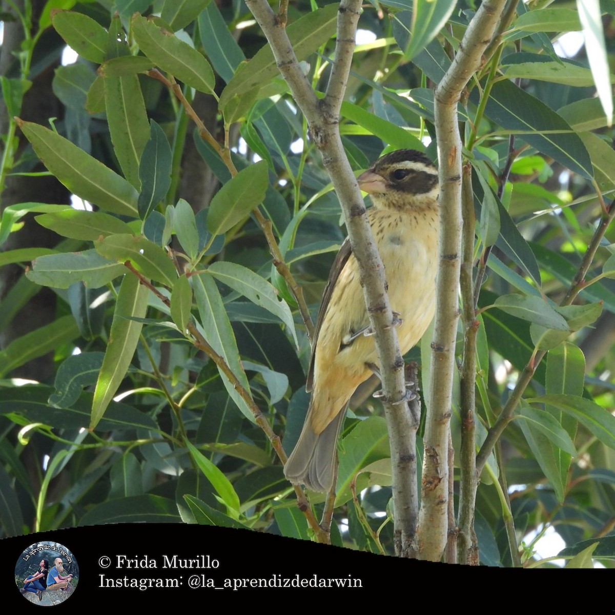 Black-headed Grosbeak - ML634602355