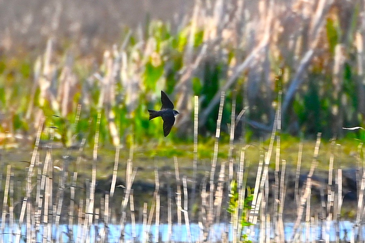 Bank Swallow - ML634602362