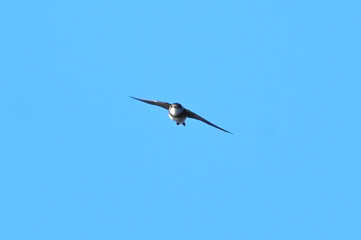 Bank Swallow - ML634602365