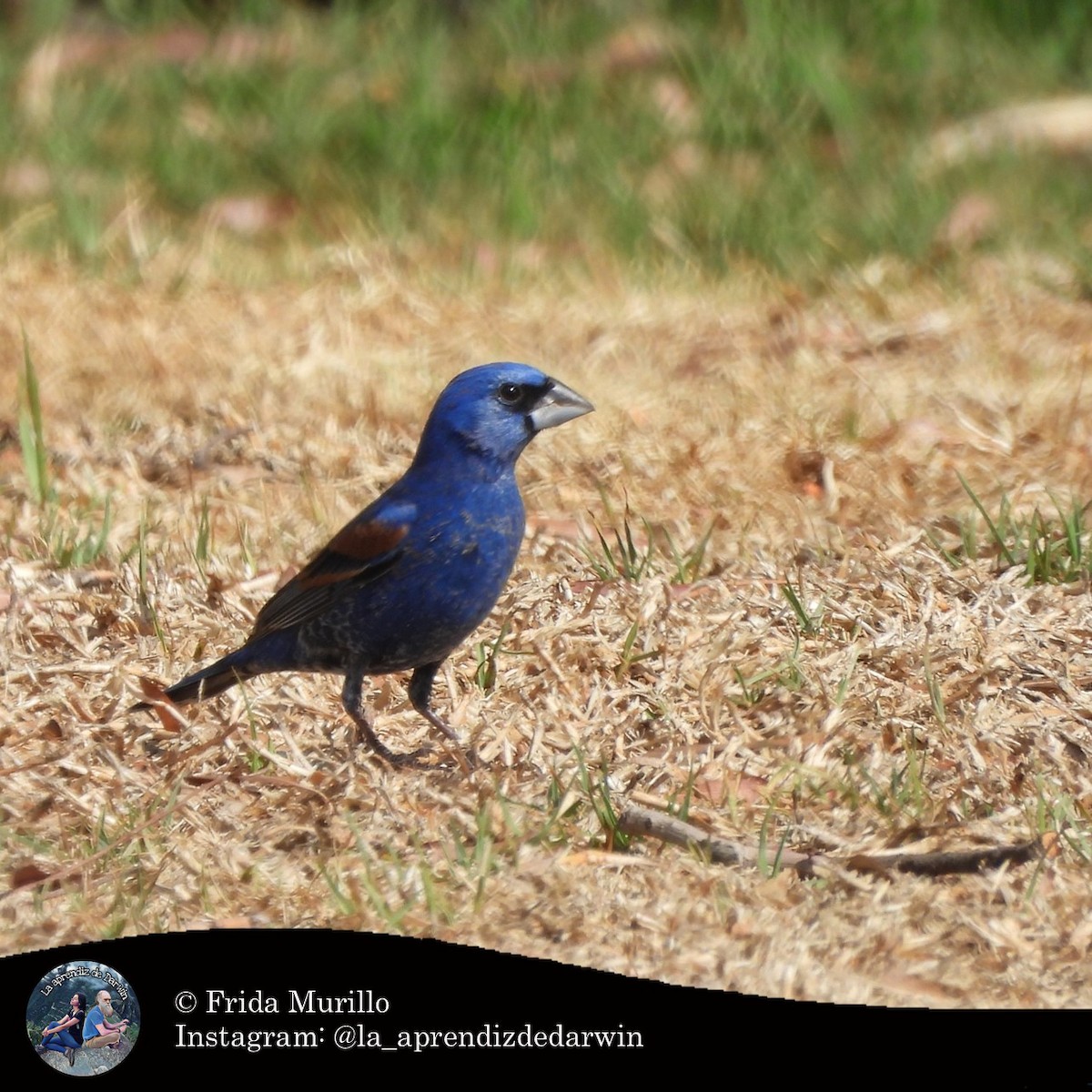 Blue Grosbeak - ML634602366