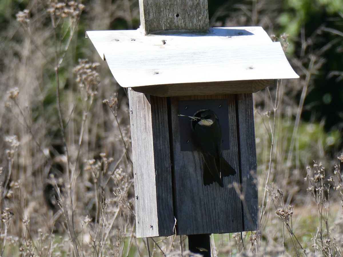 Tree Swallow - ML634602387