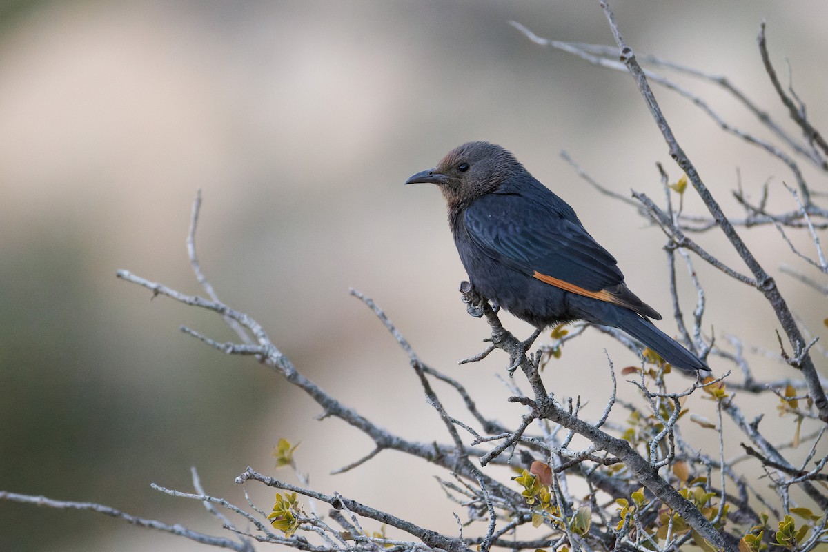 Tristram's Starling - ML634602388