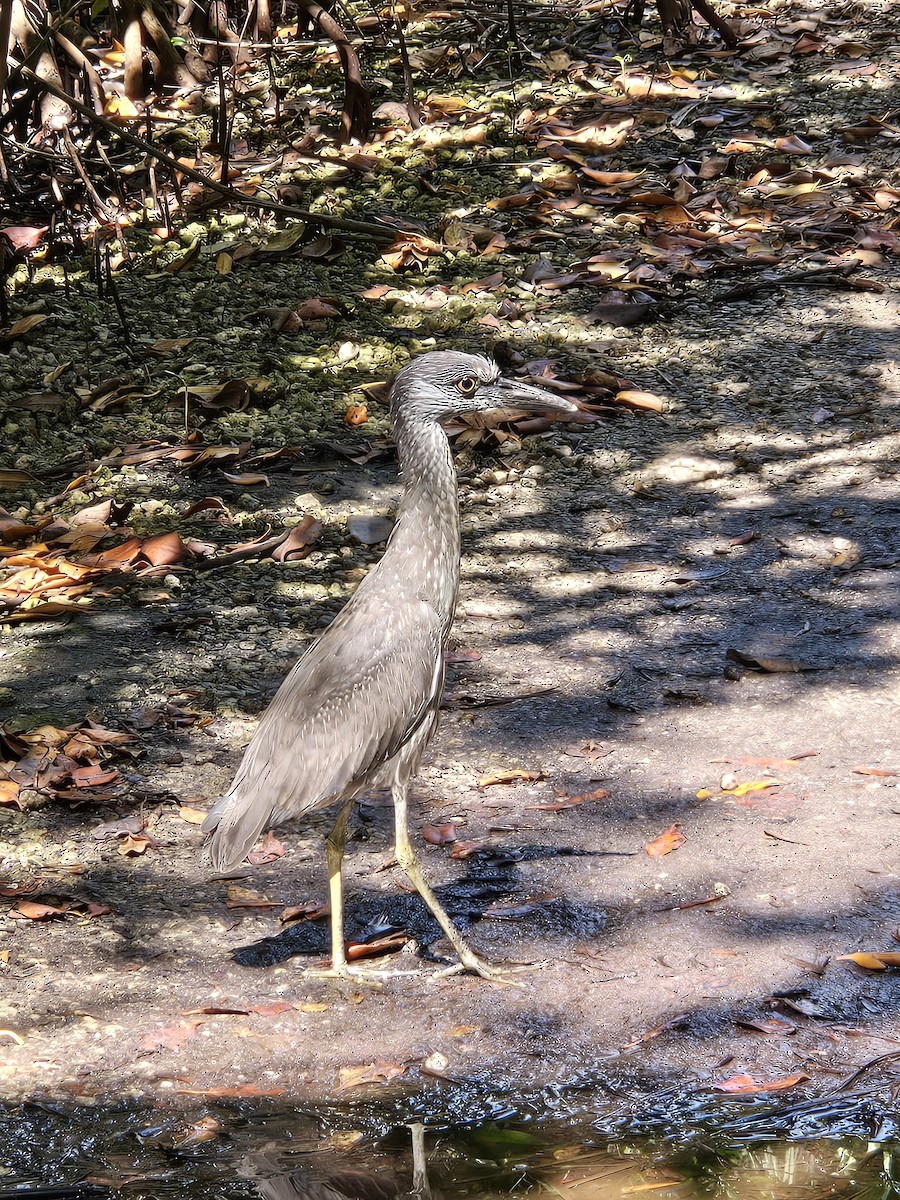 Krabbenreiher - ML634602427