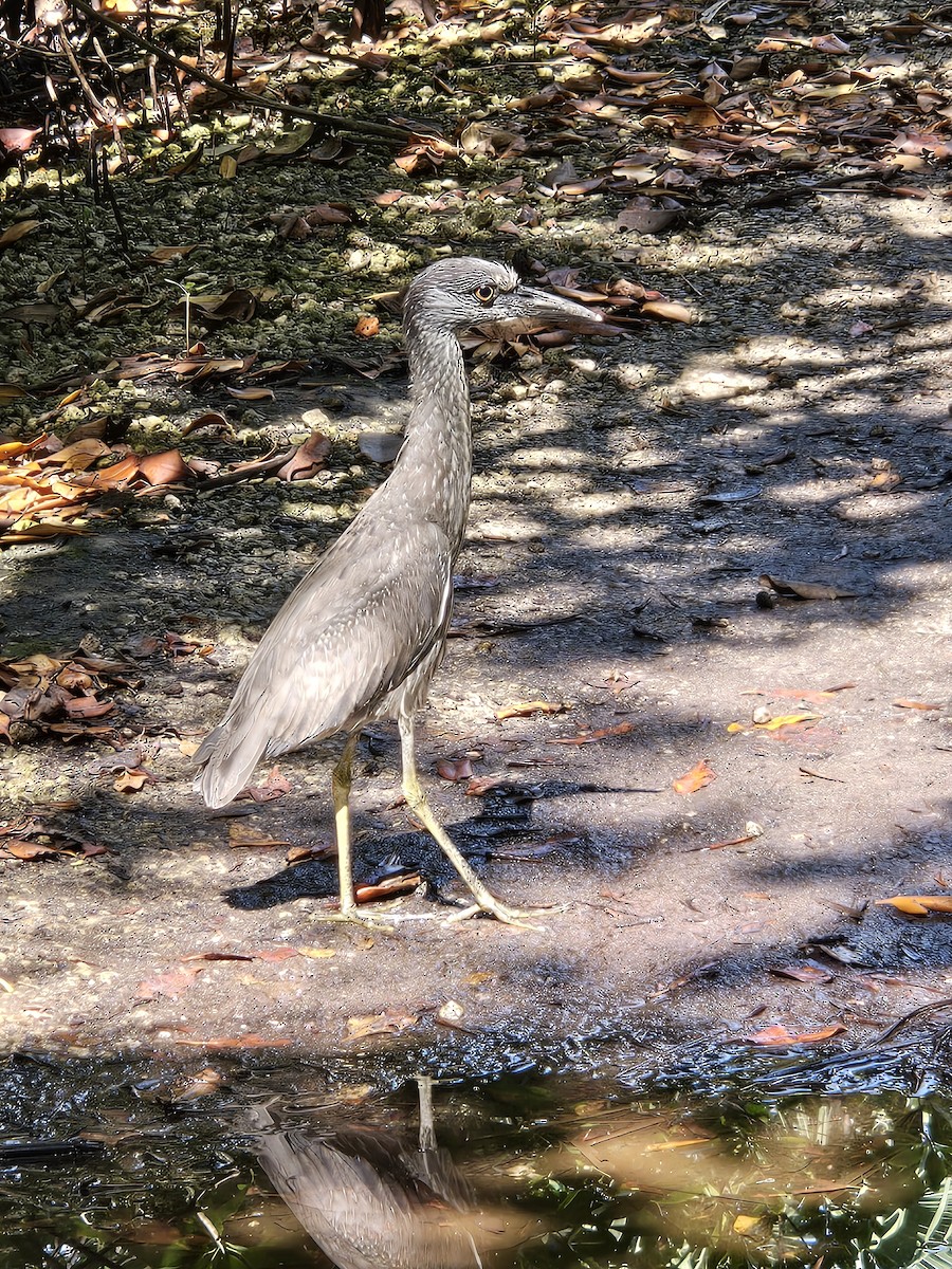 Krabbenreiher - ML634602428