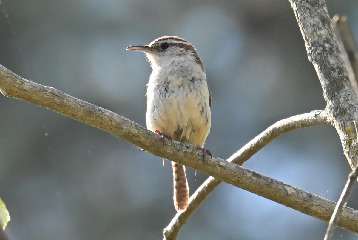 Carolina Wren - ML634602502