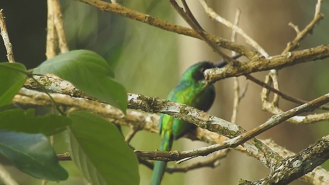 Jacamar à queue rousse - ML634602584
