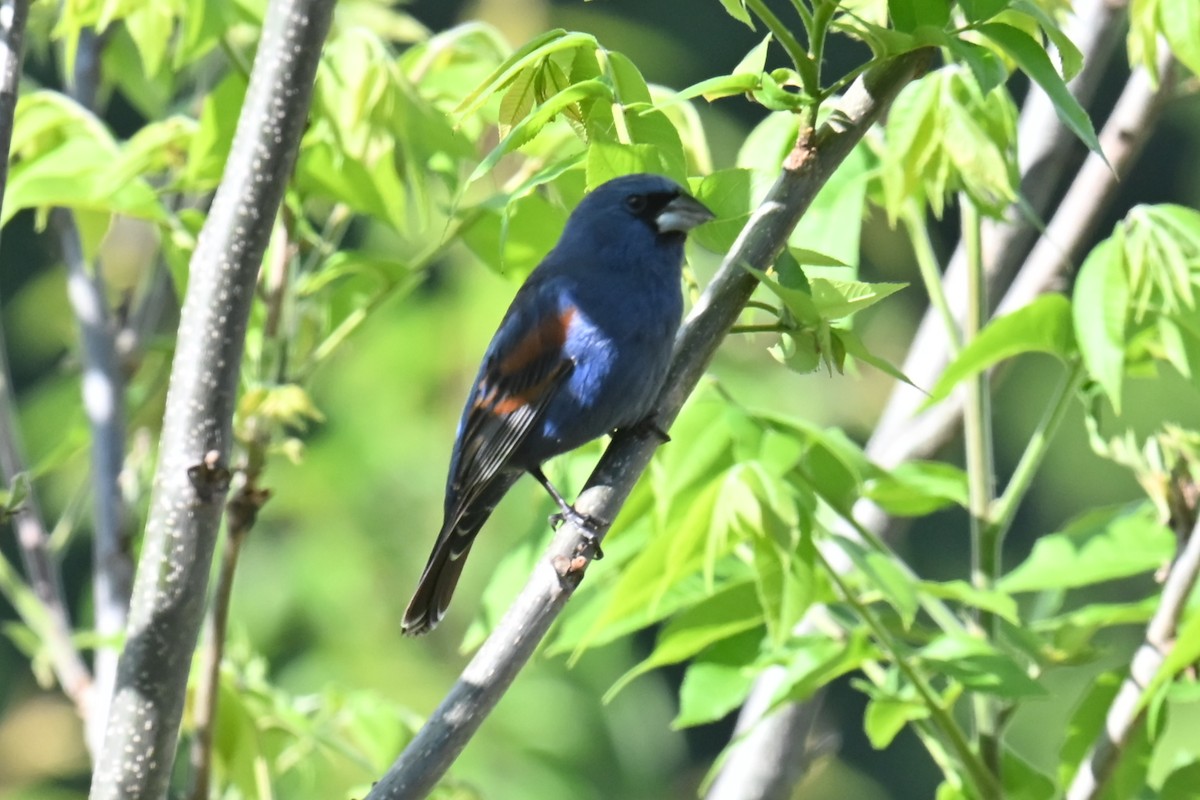 Blue Grosbeak - ML634602625