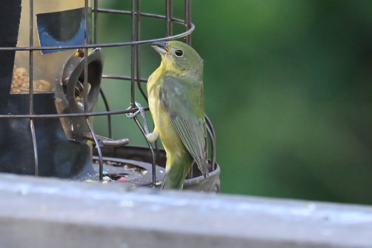 Painted Bunting - ML634602634