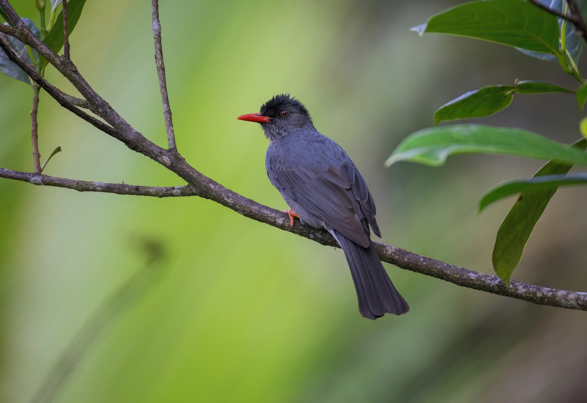 Square-tailed Bulbul - ML634602782