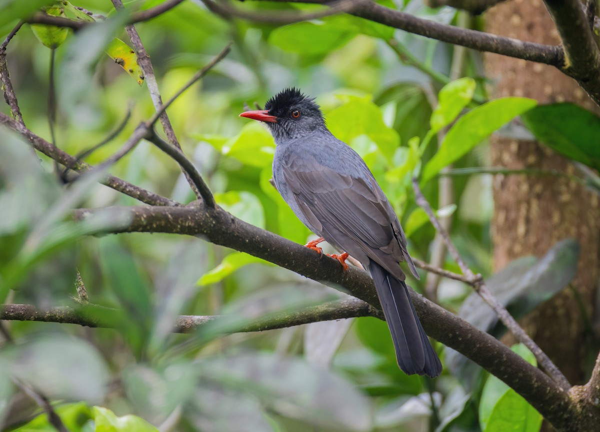 Square-tailed Bulbul - ML634602783