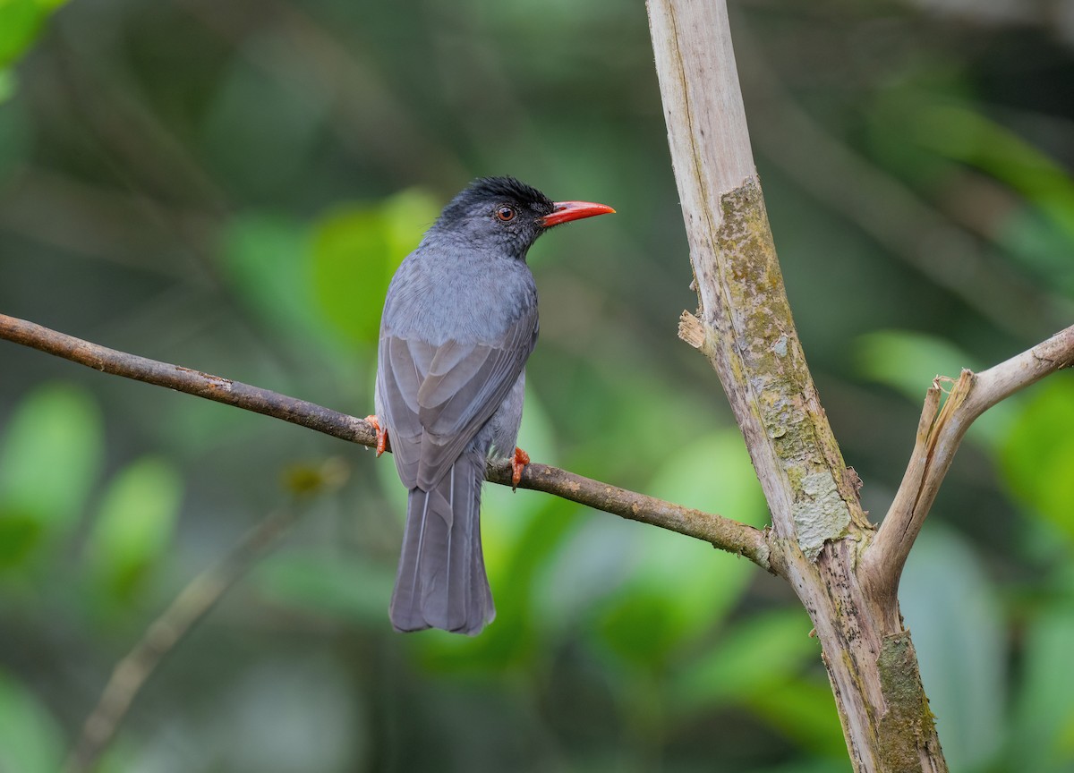 Square-tailed Bulbul - ML634602786