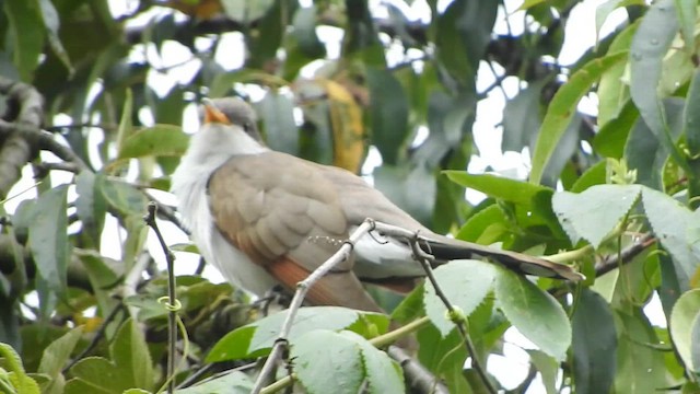 Yellow-billed Cuckoo - ML634602828
