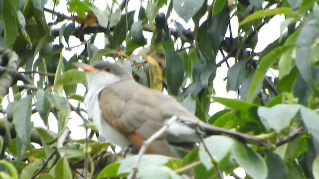 Yellow-billed Cuckoo - ML634602834