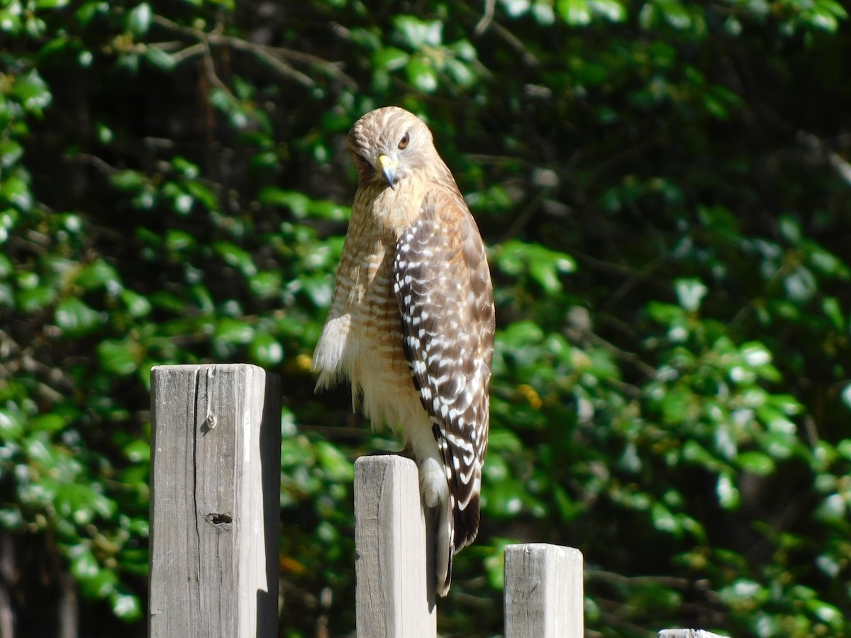 Red-shouldered Hawk - ML634602840