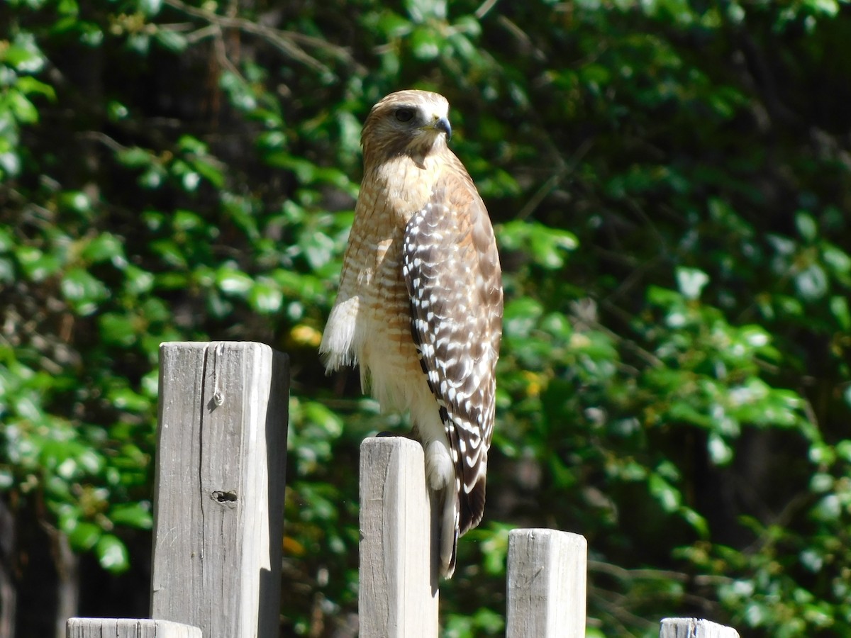 Red-shouldered Hawk - ML634602841