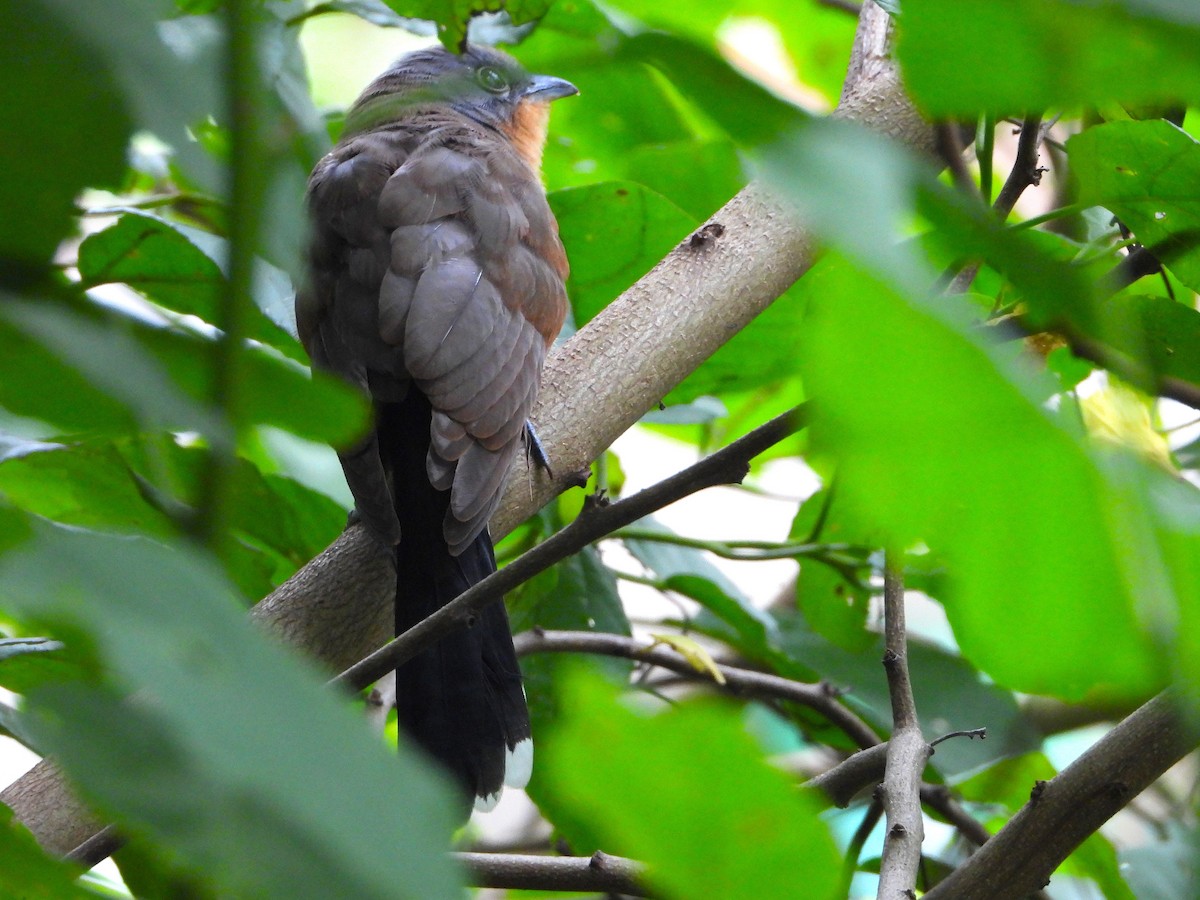 Gray-capped Cuckoo - ML634602842