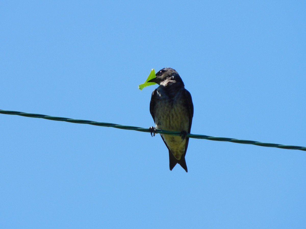 Purple Martin - ML634602853