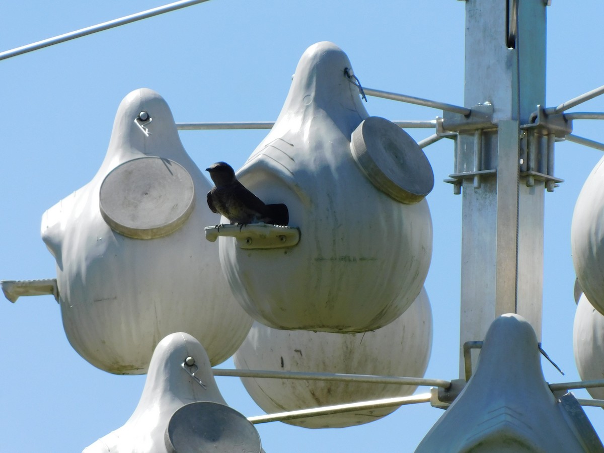 Purple Martin - ML634602854