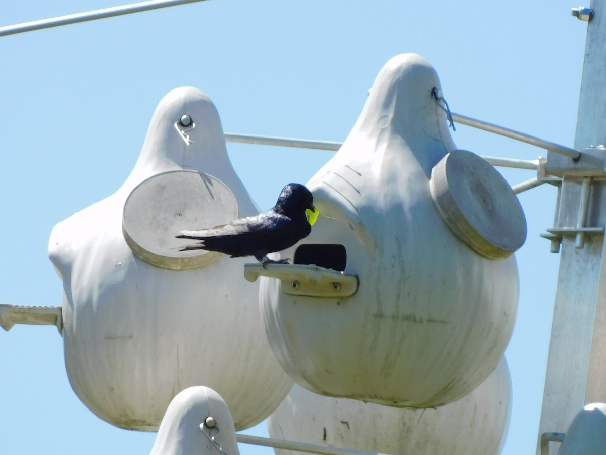 Purple Martin - ML634602859