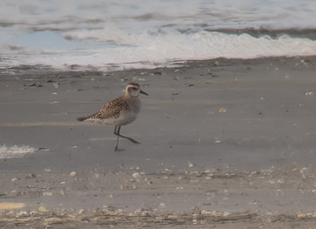 American Golden-Plover - ML634602892