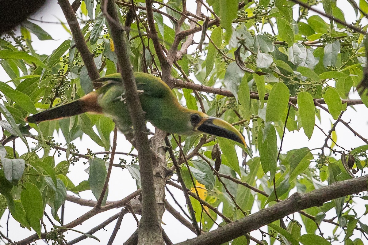 Northern Emerald-Toucanet - ML634602897