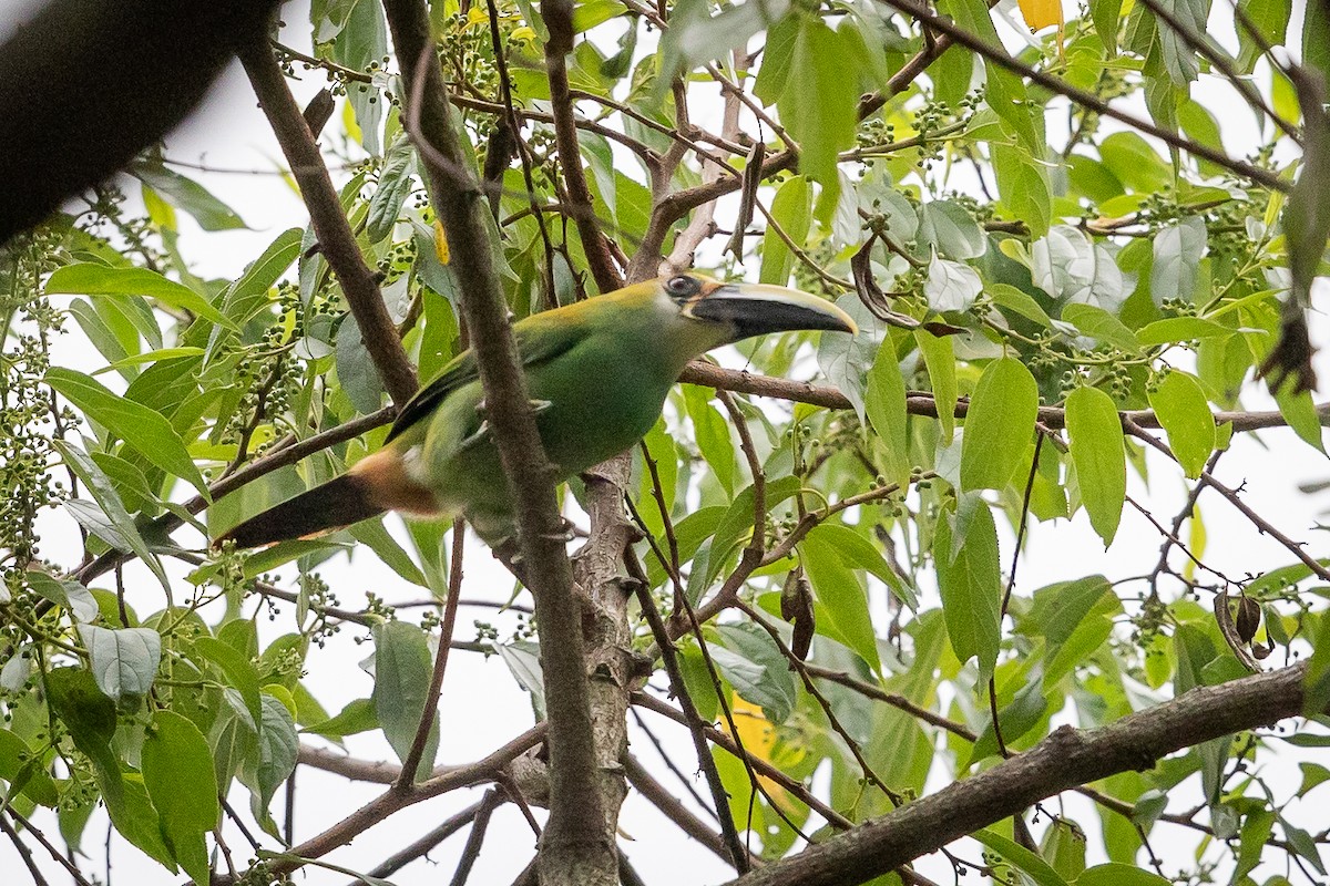 Northern Emerald-Toucanet - ML634602898