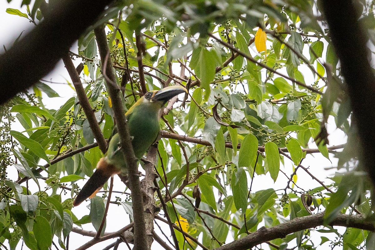 Northern Emerald-Toucanet - ML634602900