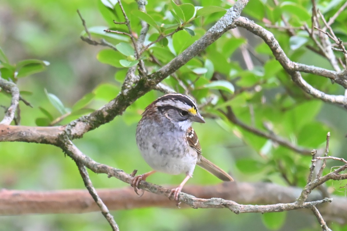 White-throated Sparrow - ML634602903