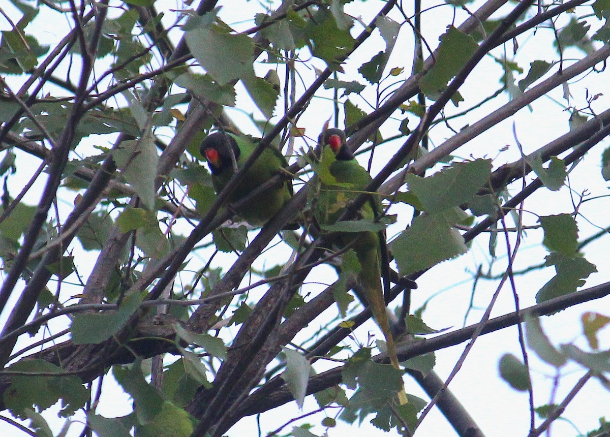 Slaty-headed Parakeet - ML634602941