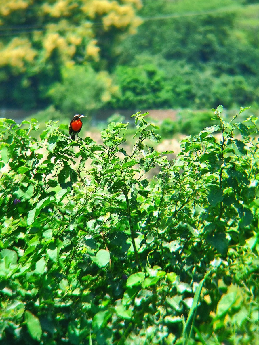 Peruvian Meadowlark - ML634602979