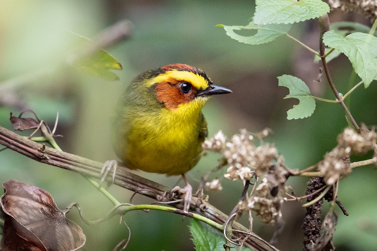 Golden-browed Warbler - ML634602986