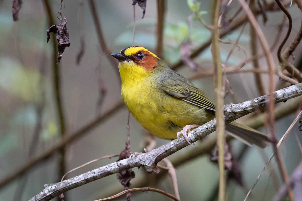 Golden-browed Warbler - ML634602987
