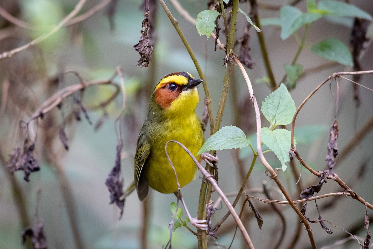 Golden-browed Warbler - ML634602988