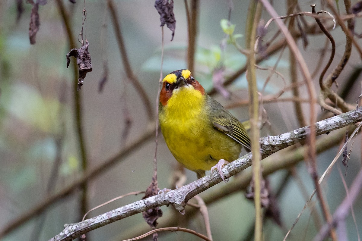Golden-browed Warbler - ML634602989