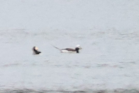 Long-tailed Duck - ML634602993