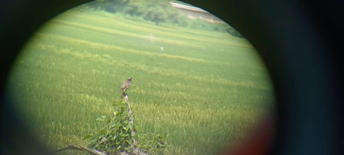 Peruvian Meadowlark - ML634602996