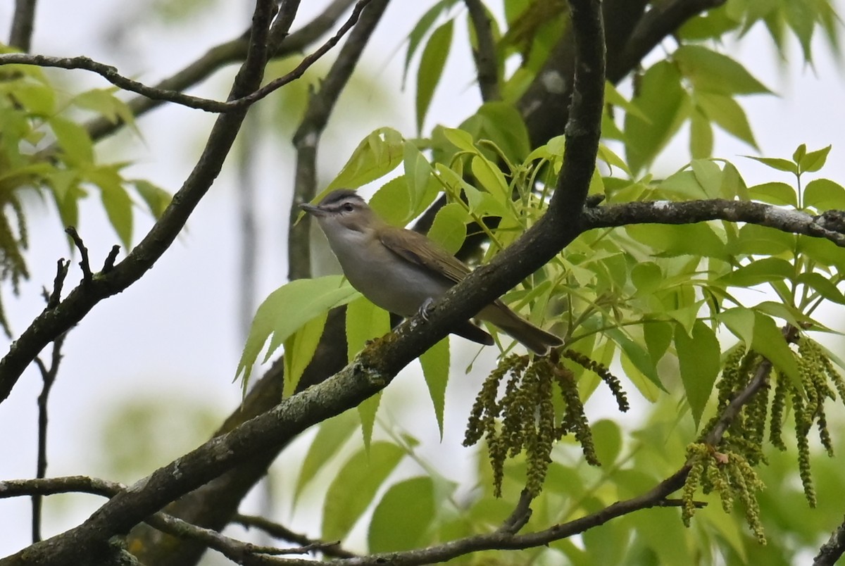 Red-eyed Vireo - ML634603021