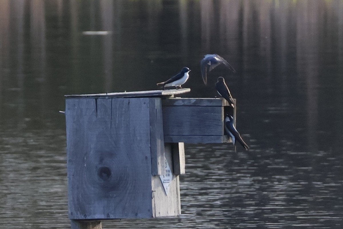 Tree Swallow - ML634603034