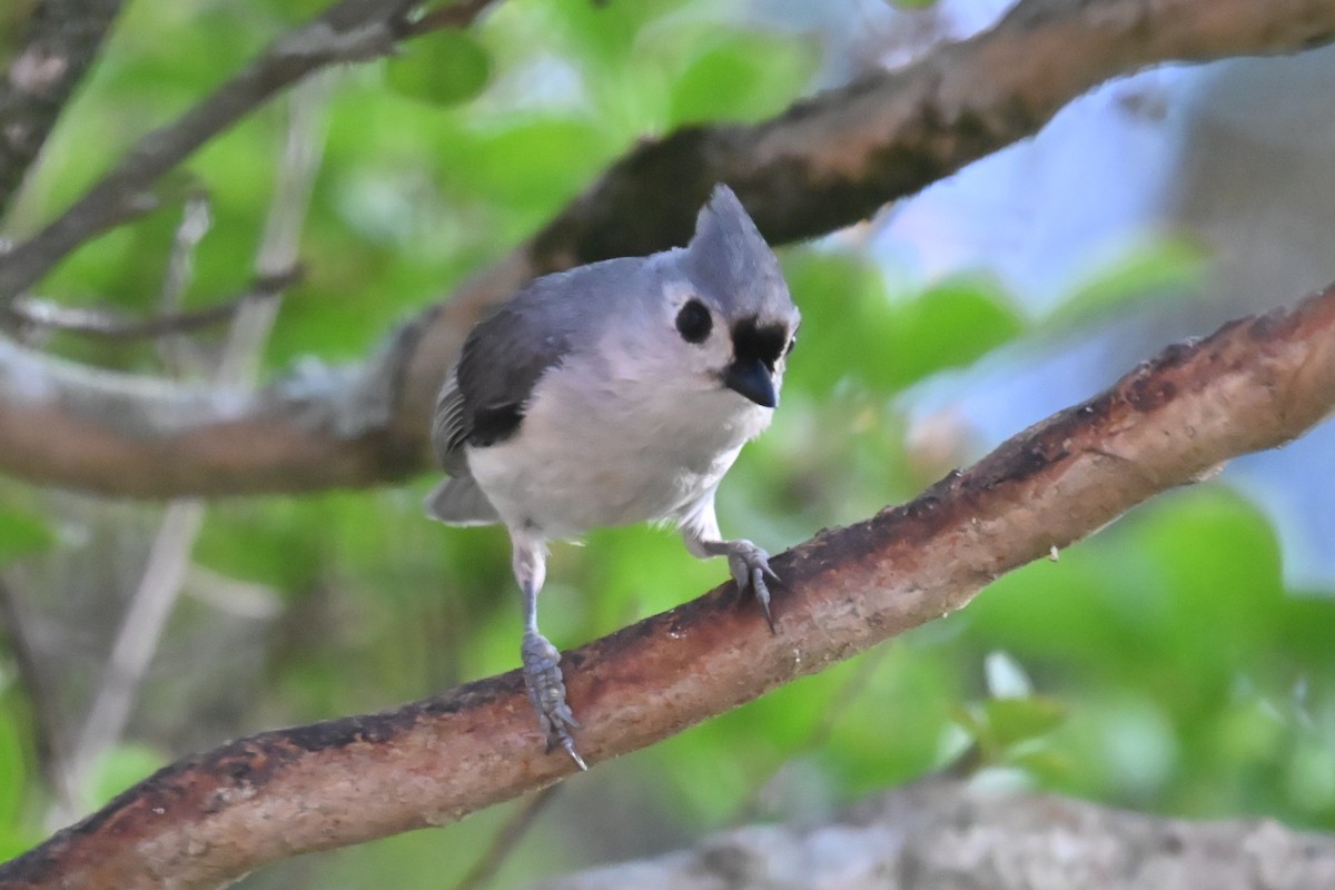Tufted Titmouse - ML634603037