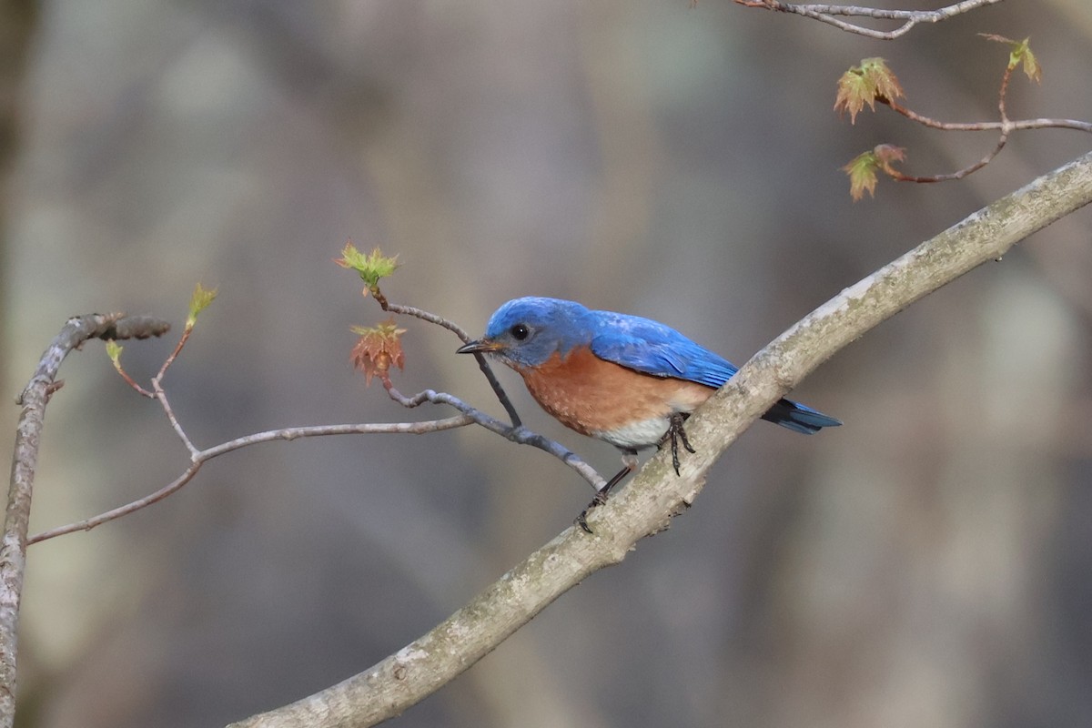 Eastern Bluebird - ML634603038