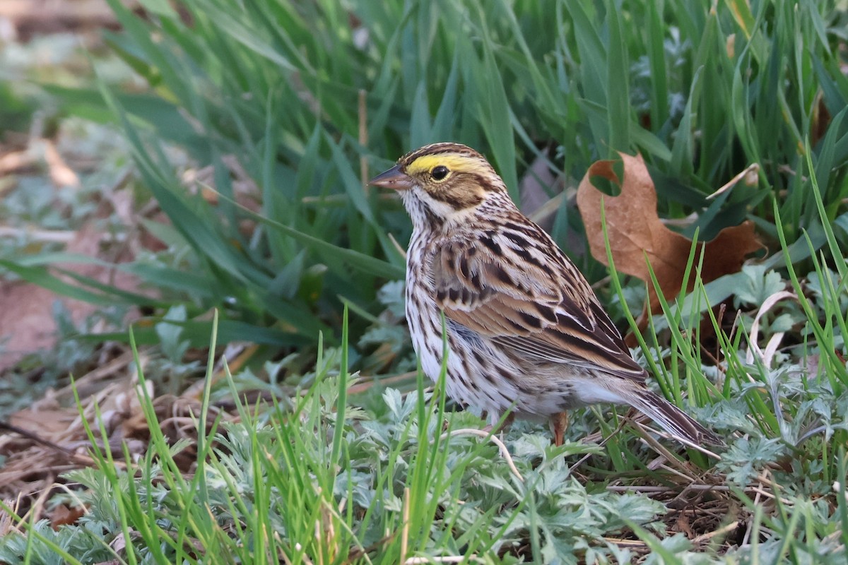 Savannah Sparrow - ML634603046