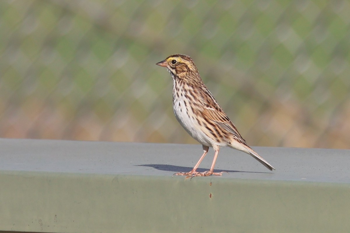 Savannah Sparrow - ML634603048