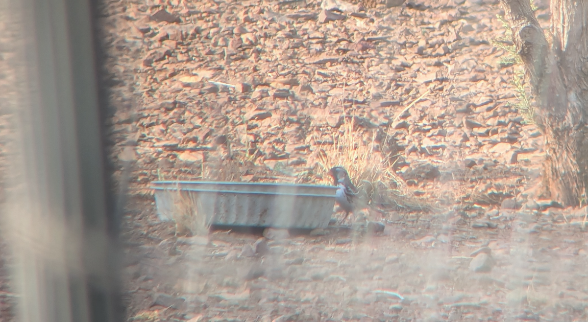 Harris's Sparrow - ML634603053