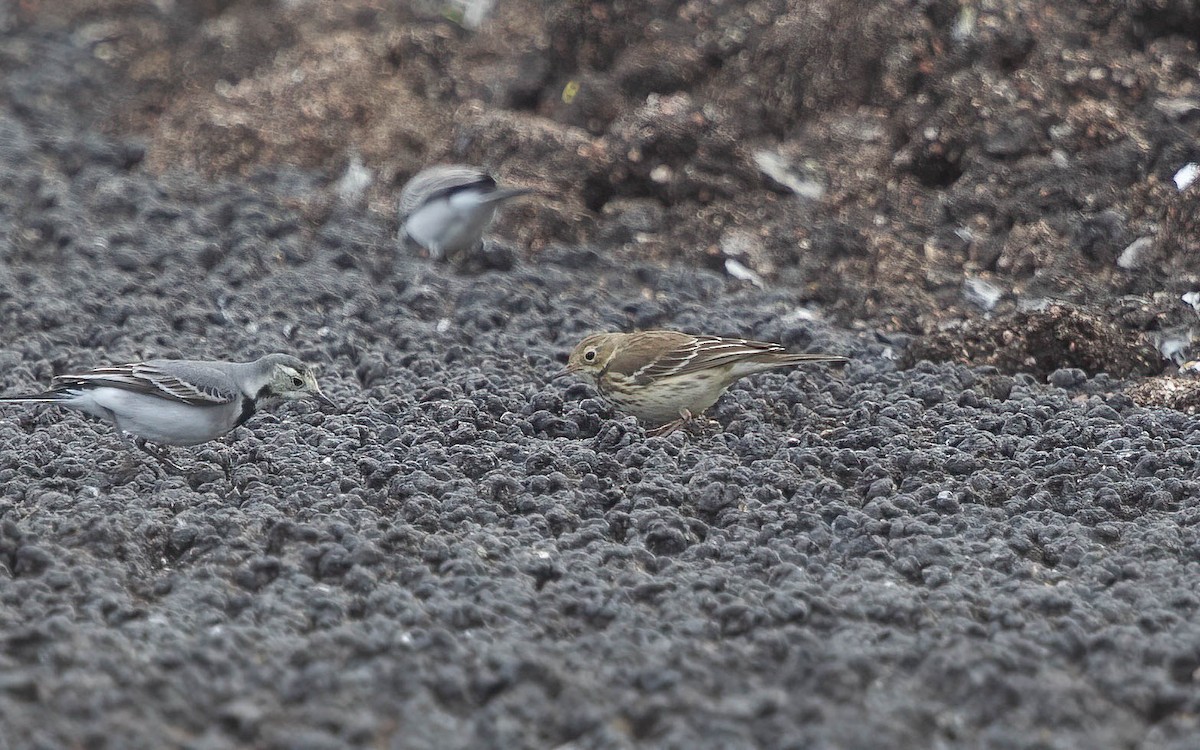 Siberian Pipit - ML634603058