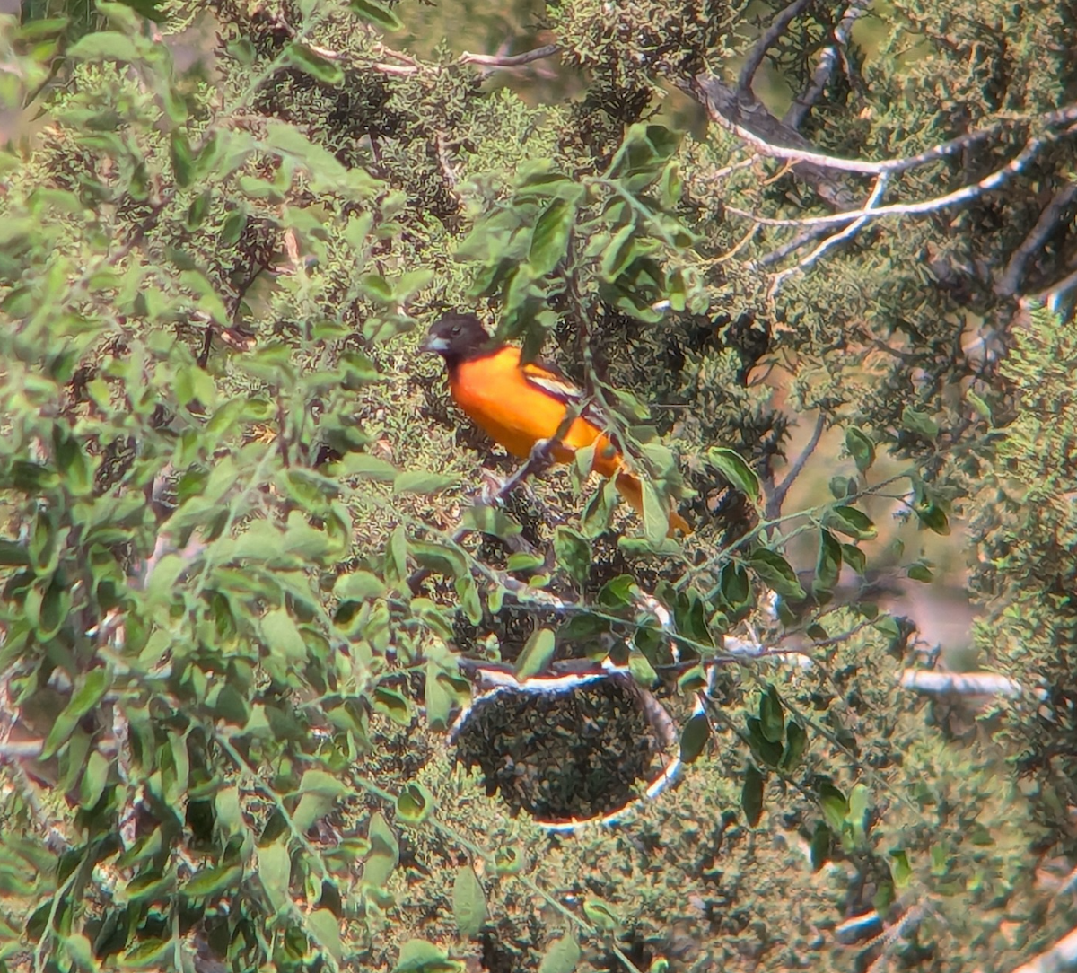 Baltimore Oriole - ML634603059