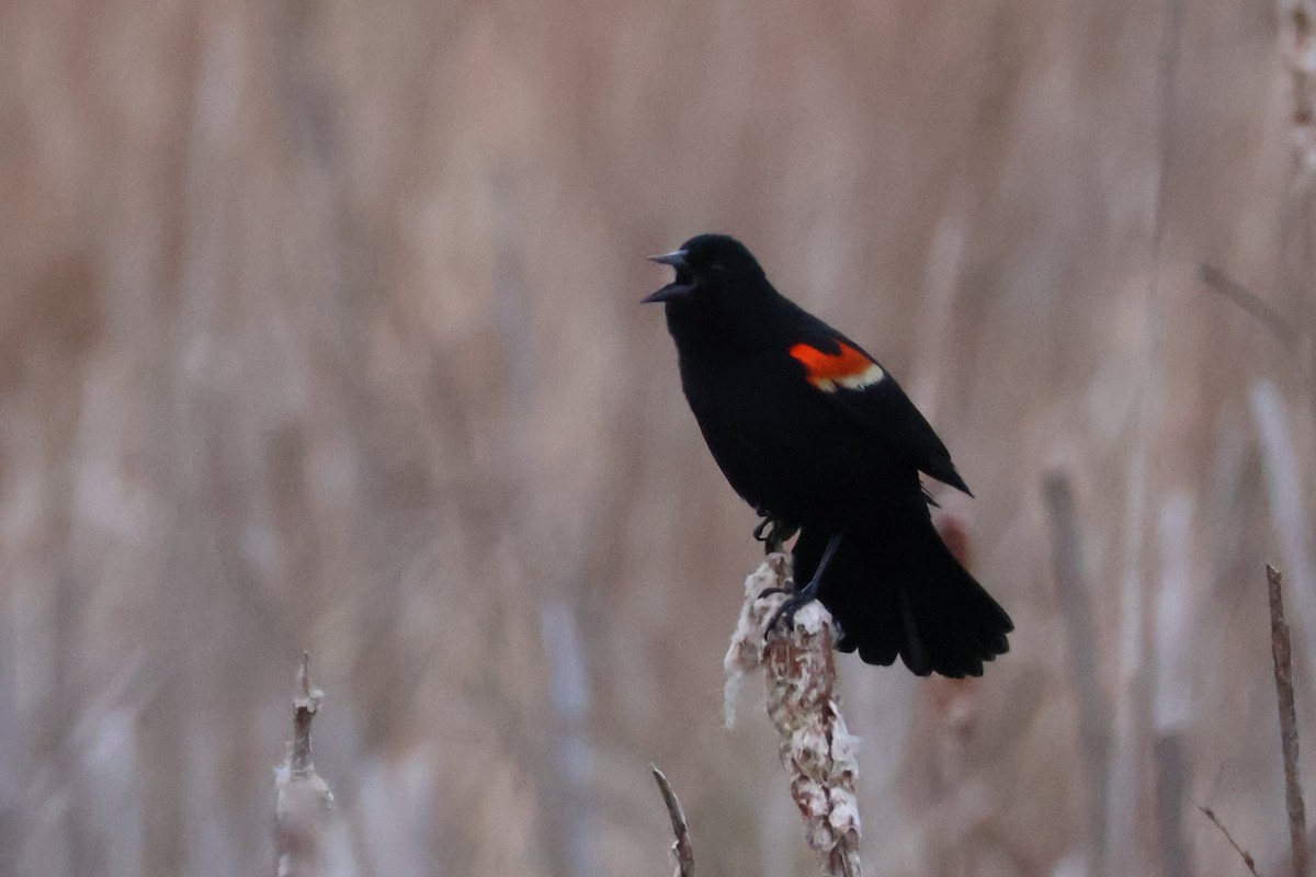 Red-winged Blackbird - ML634603061