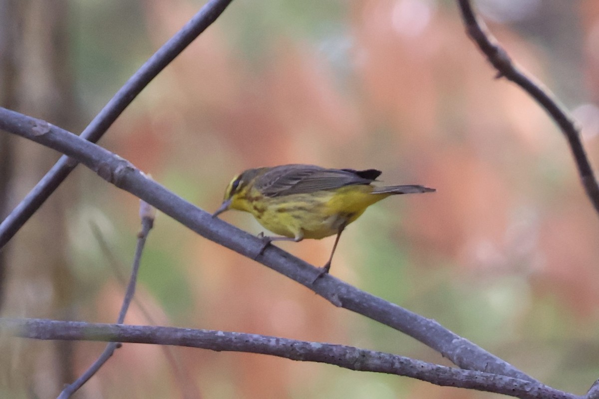 Palm Warbler - ML634603069
