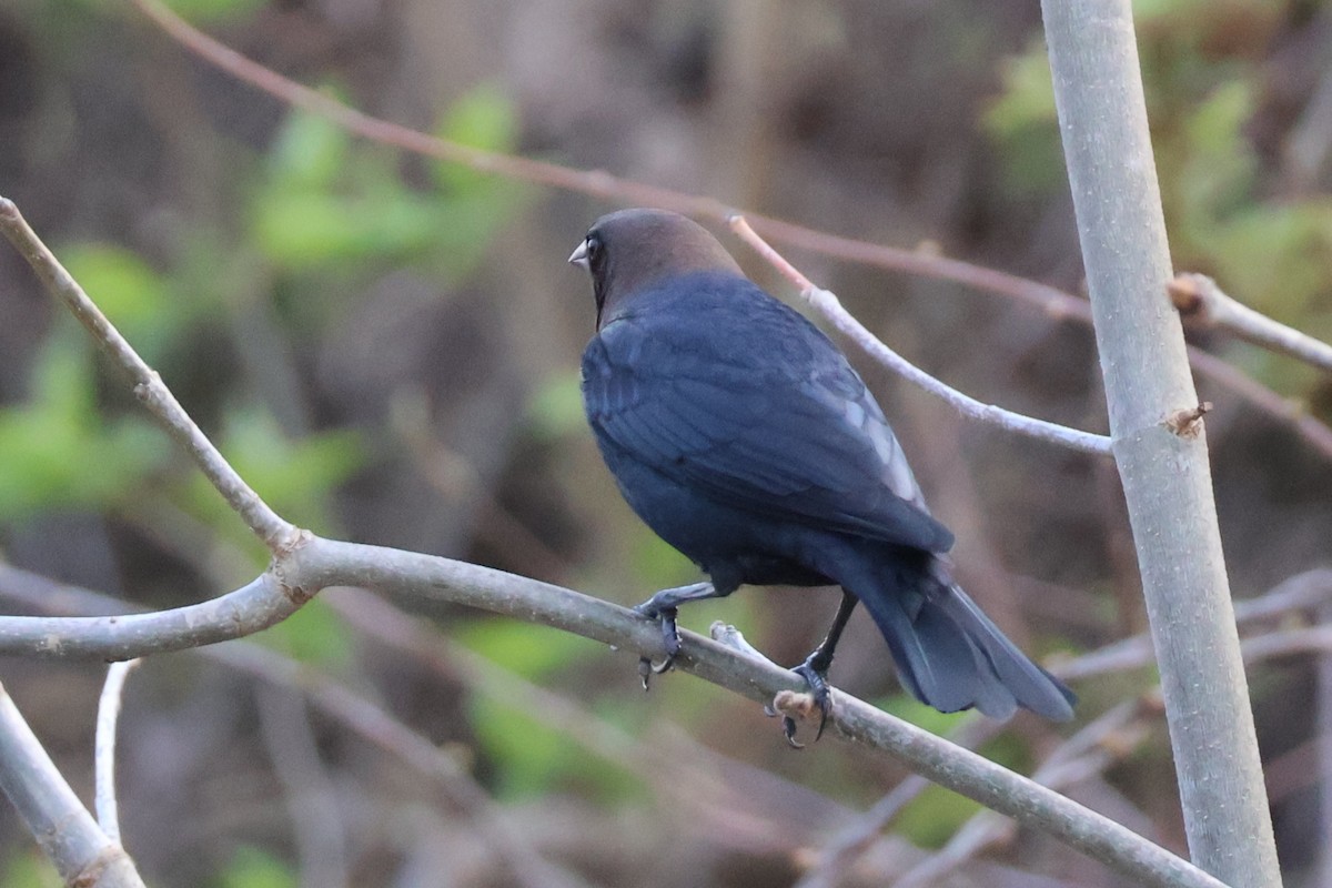 Brown-headed Cowbird - ML634603109